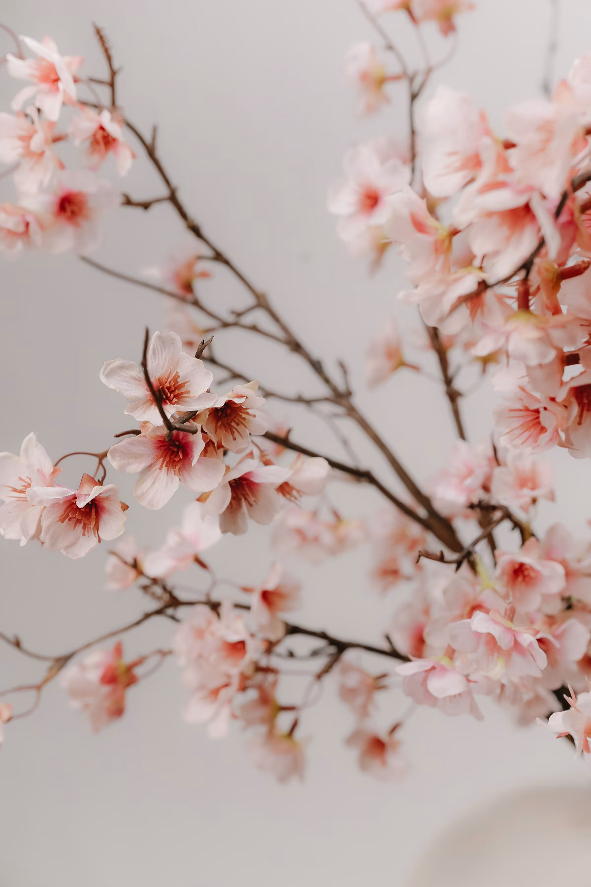 Hanami – Image 2