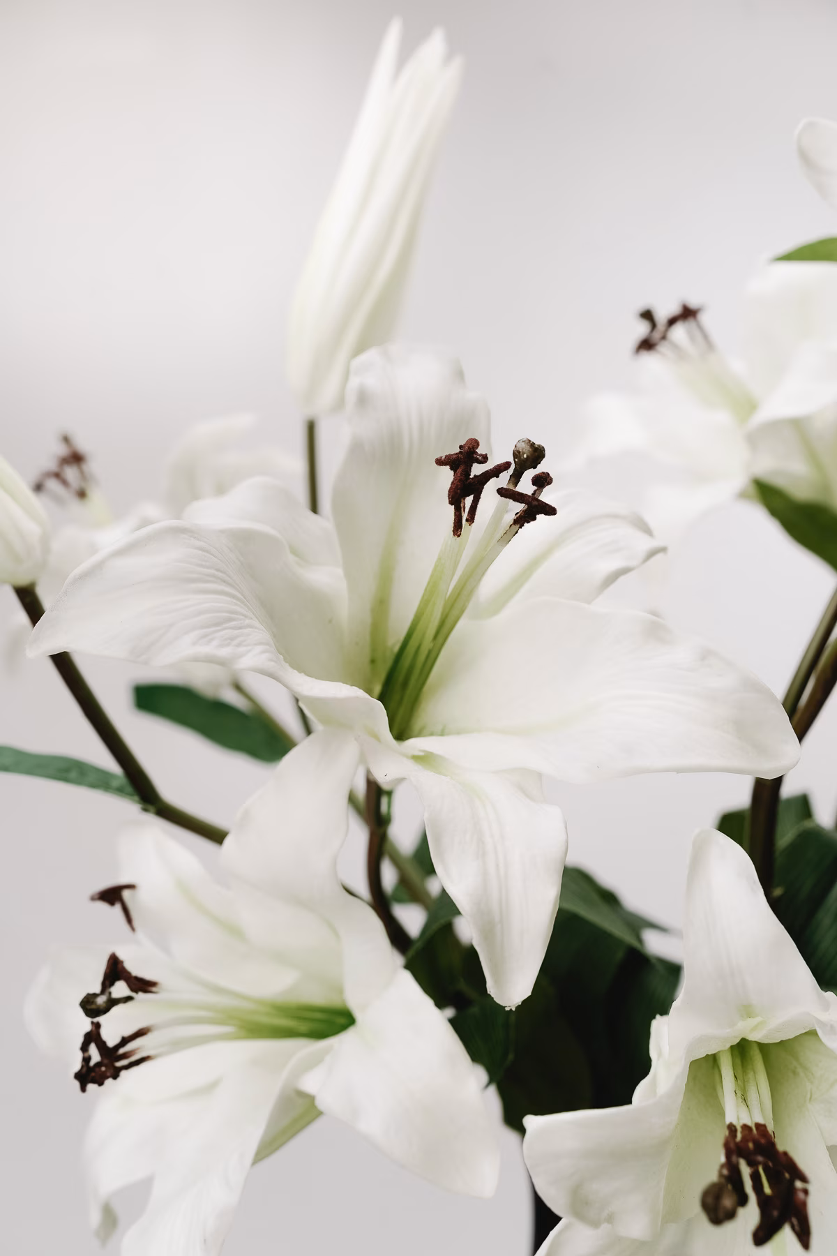 Le Lily no.5 – Image 2
